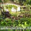කාර්යාලයීය ගෙවත්ත